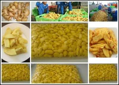 腌渍云南本土黄姜 - 眯彩 (中国 云南省 生产商) - 蔬菜制品 - 加工食品 产品 「自助贸易」