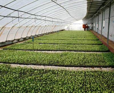 安徽蔬菜温室大棚生产厂家服务放心可靠「冠铁金属制品」